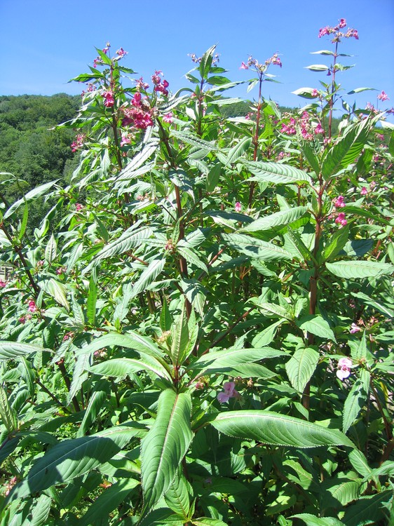Impatiens glandulifera